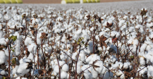 Staplcotn CEO is generally bullish on 2021 cotton